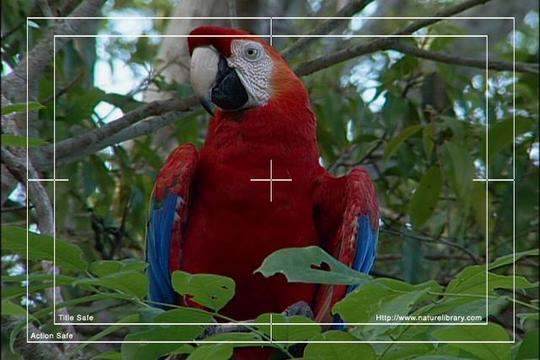 Product picture Royalty Free Stock Footage: Venezuela Birds: NL00444