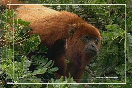 Product picture Royalty Free Stock Footage : Venezuela : NL00445