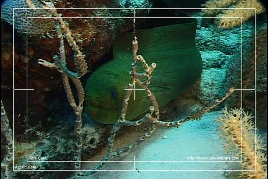 Product picture Royalty Free Stock Footage: Venezuela: NL00447