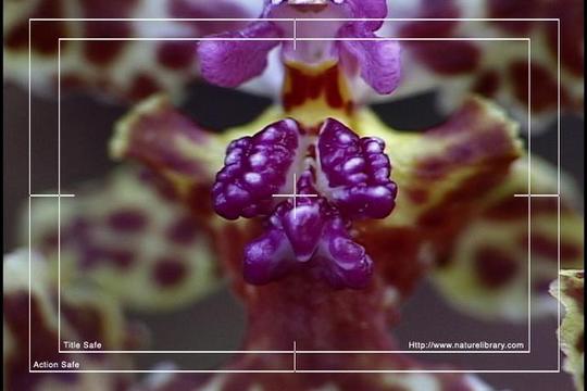 Product picture Royalty Free Stock Footage: Venezuela Orchid: NL00449