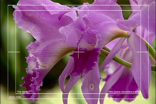 Product picture Royalty Free Stock Footage: Venezuela Orchid: NL00451