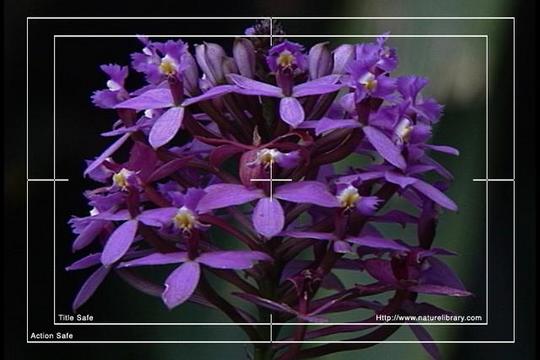 Product picture Royalty Free Stock Footage: Venezuela Orchid: NL00452
