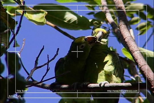 Product picture Royalty Free Stock Footage: Venezuela Birds: NL00455