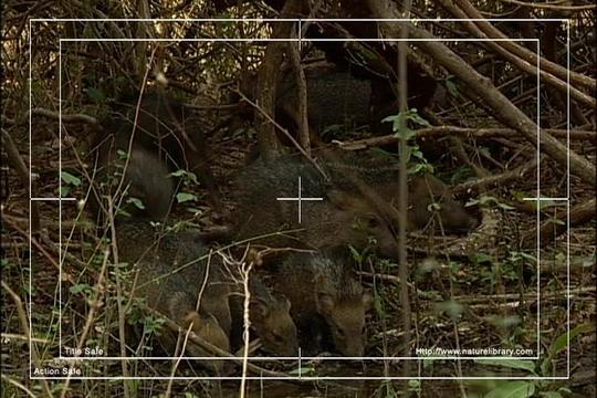 Product picture Royalty Free Stock Footage: Venezuela: NL00456