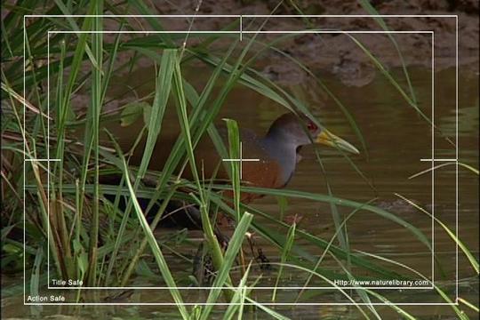 Product picture Royalty Free Stock Footage: Venezuela: NL00457