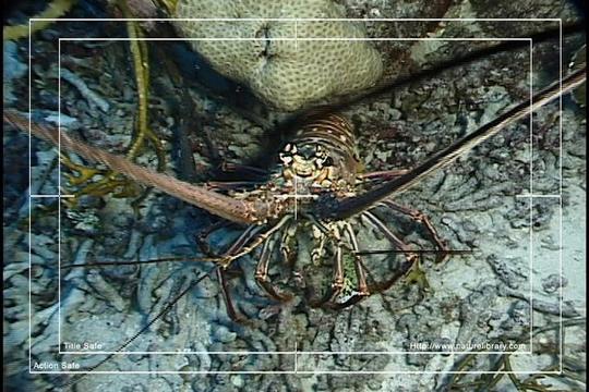 Product picture Royalty Free Stock Footage: Venezuela: NL00460