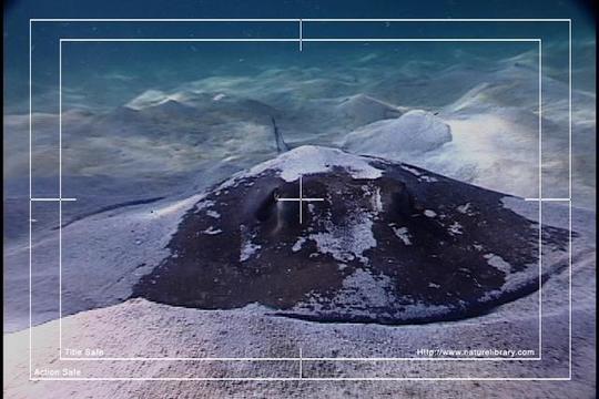 Product picture Royalty Free Stock Footage: Venezuela: NL00462