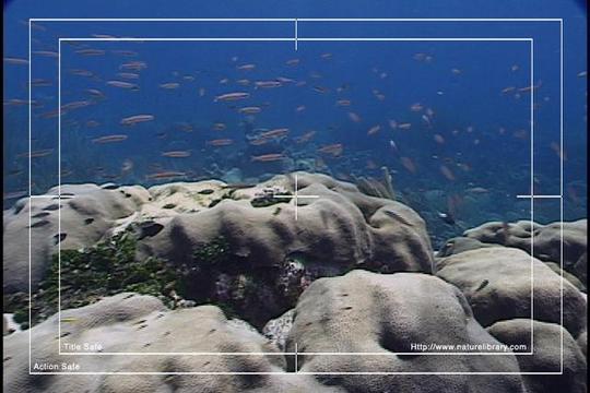 Product picture Royalty Free Stock Footage: Venezuela Reef: NL00463