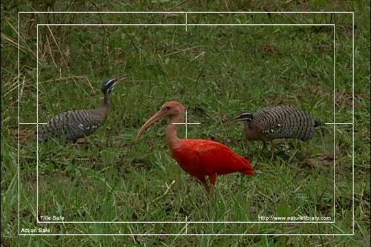 Product picture Royalty Free Stock Footage: Venezuela Birds: NL00464