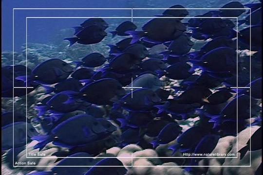 Product picture Royalty Free Stock Footage: Venezuela: NL00469