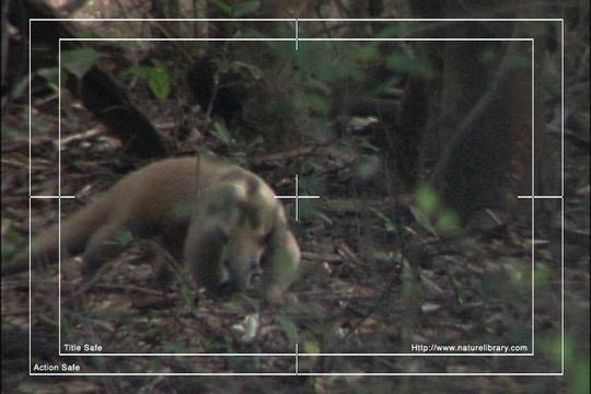 Product picture Royalty Free Stock Footage: Venezuela: NL00470