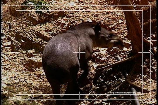 Product picture Royalty Free Stock Footage: Venezuela: NL00471