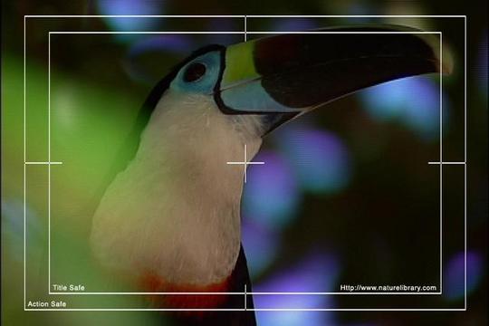 Product picture Royalty Free Stock Footage: Venezuela Birds: NL00474