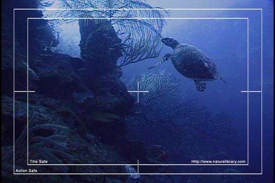 Product picture Royalty Free Stock Footage: Venezuela Turtle: NL00475