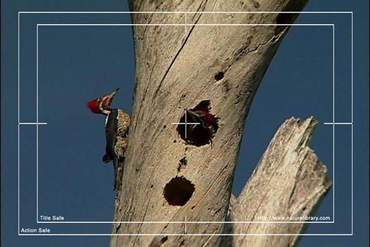 Product picture Royalty Free Stock Footage: Venezuela Birds: NL00476