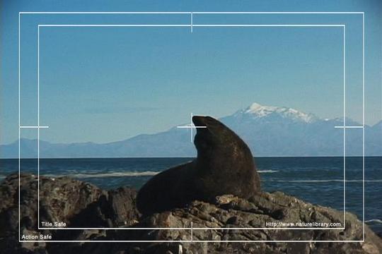Product picture Royalty Free Stock Footage: New Zealand Fur Seal: NL00477