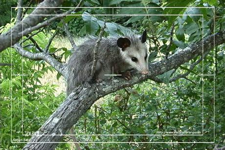 Product picture Royalty Free Stock Footage: Opossum: NL00489