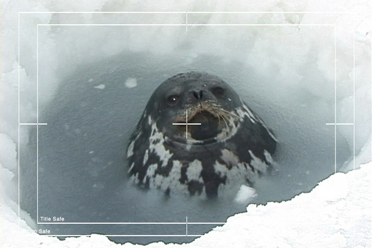 Product picture Royalty Free Stock Footage: Antarctica Wildlife: NL00507