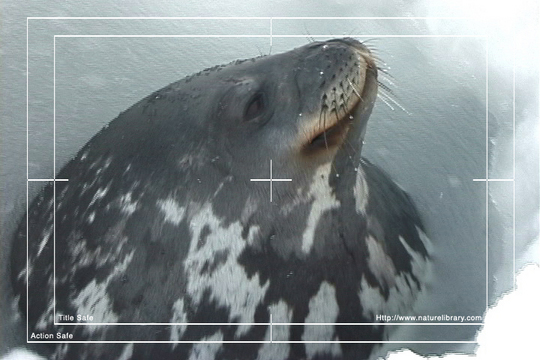 Product picture Royalty Free Stock Footage: Antarctica Wildlife: NL00509