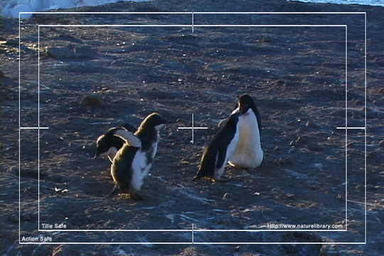 Product picture Royalty Free Stock Footage: Antarctica: NL00528