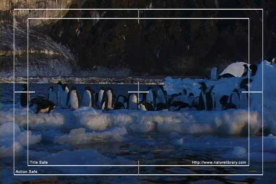 Product picture Royalty Free Stock Footage: Antarctica: NL00529