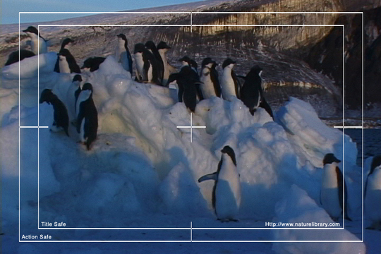 Product picture Royalty Free Stock Footage: Antarctica: NL00530