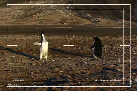 Product picture Royalty Free Stock Footage: Antarctica Penguins: NL00534