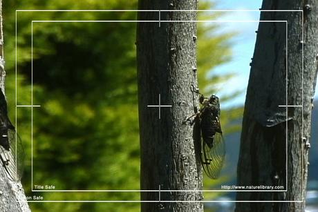 Product picture Royalty Free Stock Footage : Insects : NL00551