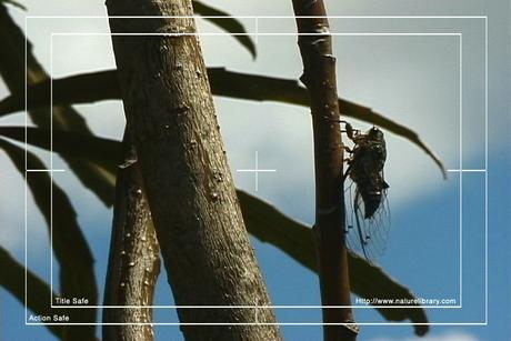 Product picture Royalty Free Stock Footage : Insects : NL00552