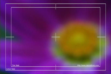 Product picture Royalty Free Stock Footage: Flower: NL00555