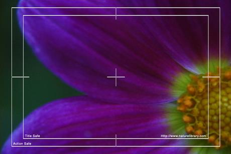 Product picture Royalty Free Stock Footage: Flower: NL00556