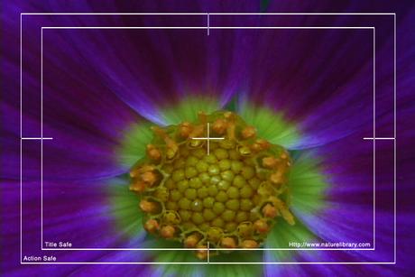 Product picture Royalty Free Stock Footage: Flower: NL00557
