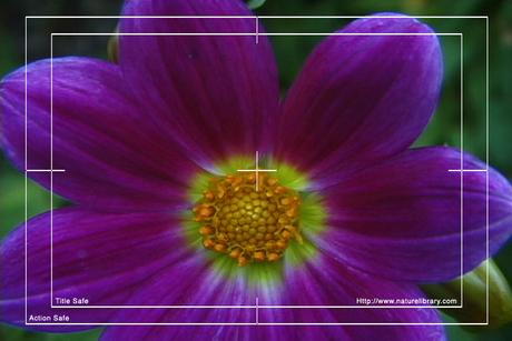 Product picture Royalty Free Stock Footage: Flower: NL00559