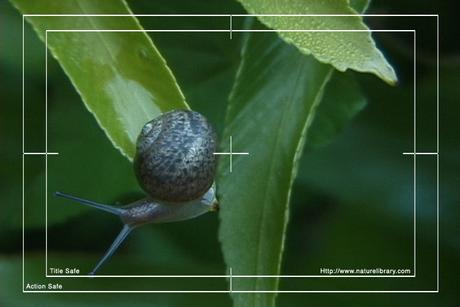 Product picture Royalty Free Stock Footage: Snail: NL00560