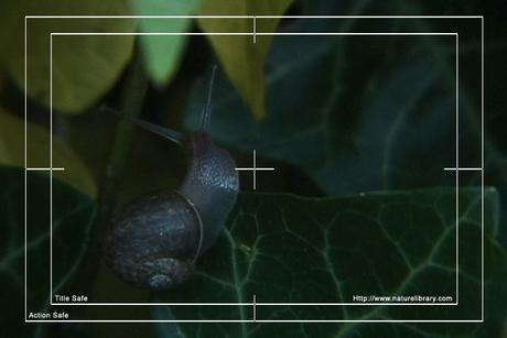 Product picture Royalty Free Stock Footage: Snail: NL00562