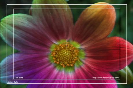 Product picture Royalty Free Stock Footage: Psychedelic Flower: NL00564