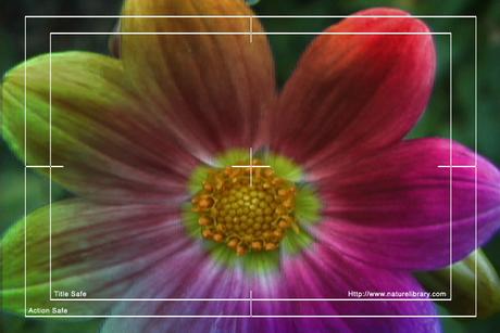 Product picture Royalty Free Stock Footage: Psychedelic Flower: NL00565