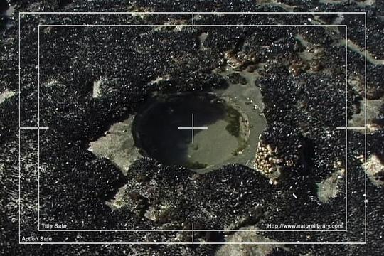 Product picture Royalty Free Stock Footage: New Zealand: NL00575