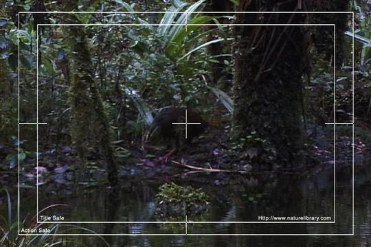 Product picture Royalty Free Stock Footage : New Zealand : NL00623