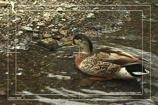 Product picture Royalty Free Stock Footage : Duck : NL00627