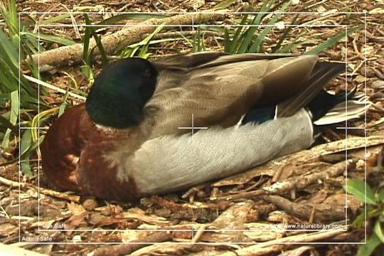 Product picture Royalty Free Stock Footage : Duck : NL00628