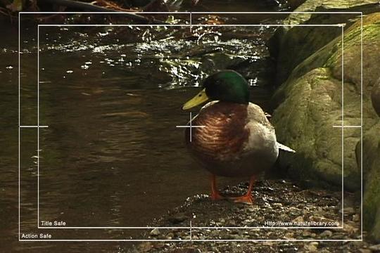 Product picture Royalty Free Stock Footage : Duck : NL00629