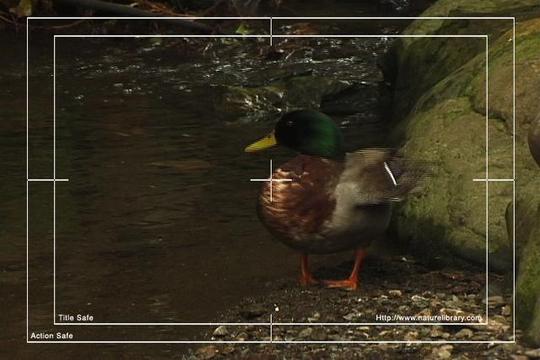 Product picture Royalty Free Stock Footage : Duck : NL00630