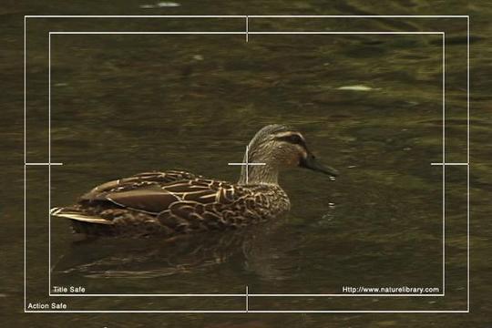 Product picture Royalty Free Stock Footage : Duck : NL00631