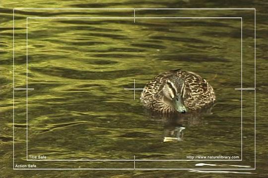 Product picture Royalty Free Stock Footage : Duck : NL00632