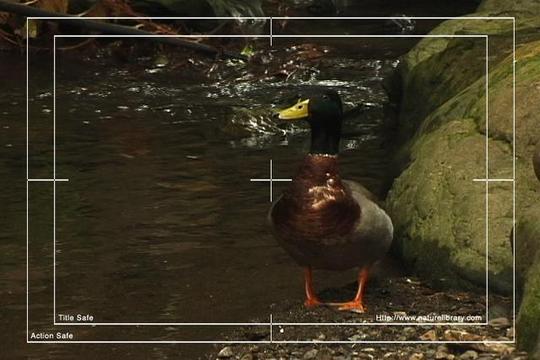 Product picture Royalty Free Stock Footage : Duck : NL00633