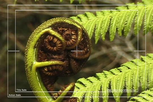 Product picture Royalty Free Stock Footage : Fern : NL00634