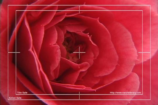 Product picture Royalty Free Stock Footage : Rose : NL00635