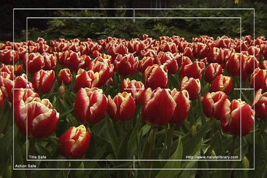 Product picture Royalty Free Stock Footage : Flowers : NL00638