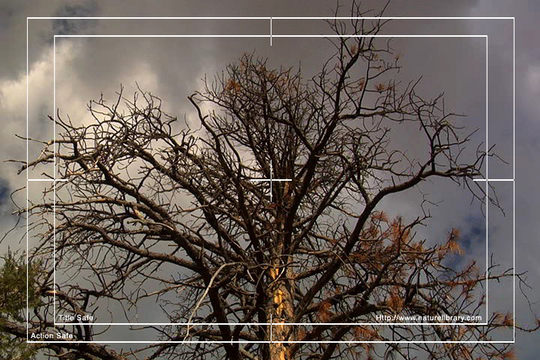 Product picture Royalty Free Stock Footage: Utah: NL00654